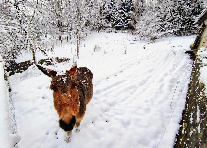Hébergement de vacances A L'orée Du Bois Dommartin-lès-Remiremont