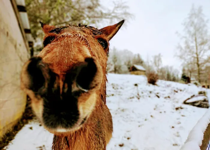 Vakantiehuis A L'oree Du Bois Dommartin-lès-Remiremont
