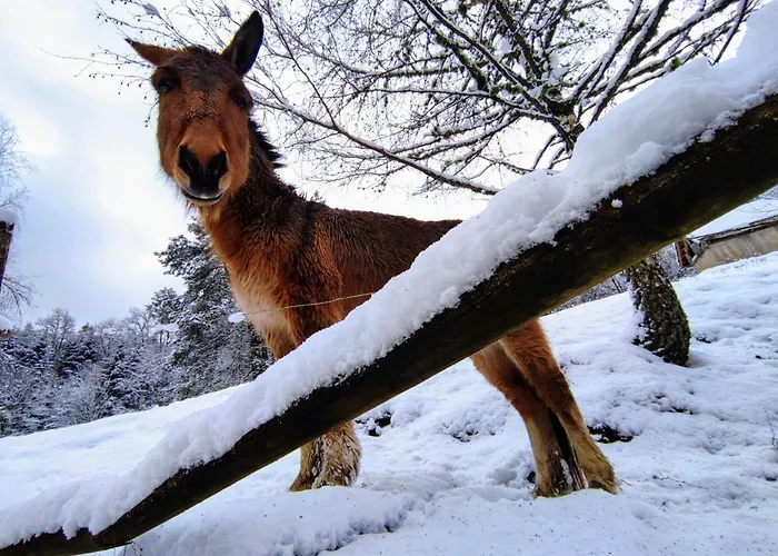 A L'oree Du Bois Vakantiehuis Dommartin-lès-Remiremont