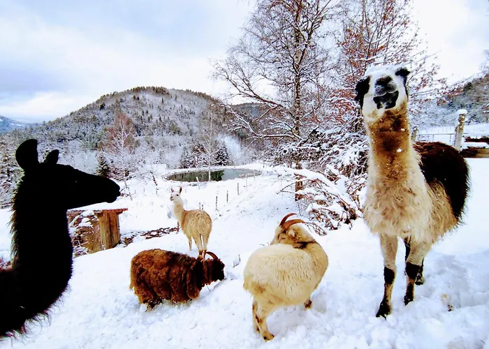 A L'oree Du Bois * Dommartin-lès-Remiremont